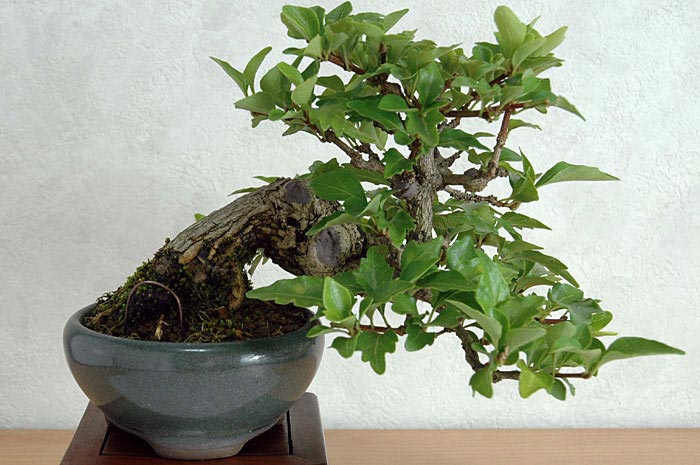 ニオイカエデC（においかえで・匂い楓）雑木盆栽の販売と育て方・作り方・Premna japonica bonsai