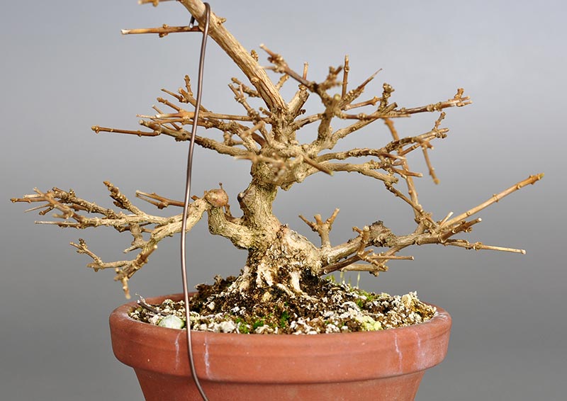 ニオイカエデ-C2（においかえで・匂い楓）雑木盆栽の販売と育て方・作り方・Premna japonica bonsai