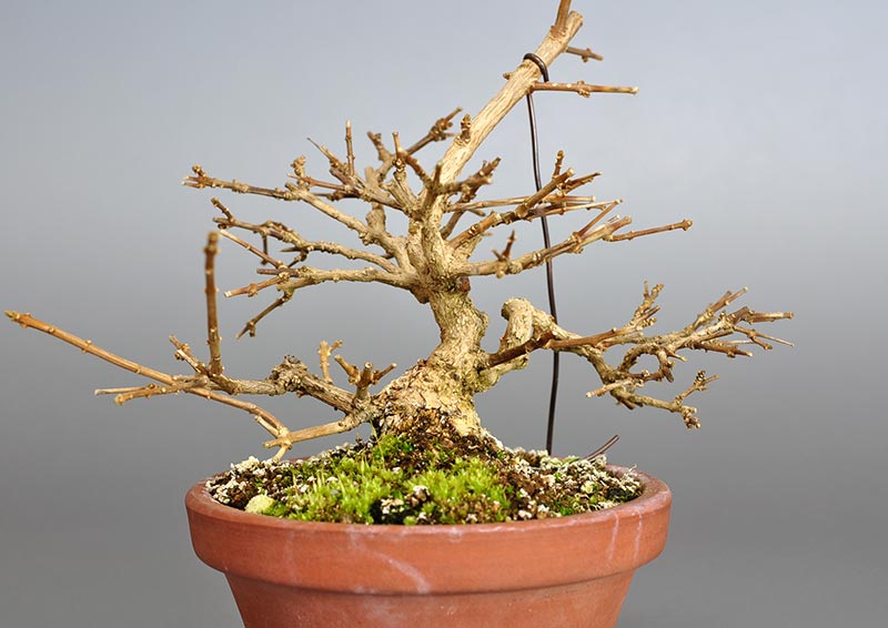 ニオイカエデ-C2（においかえで・匂い楓）雑木盆栽を裏側から見た景色・Premna japonica bonsai