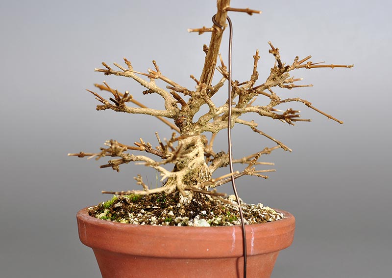 ニオイカエデ-C2（においかえで・匂い楓）雑木盆栽を左側から見た景色・Premna japonica bonsai