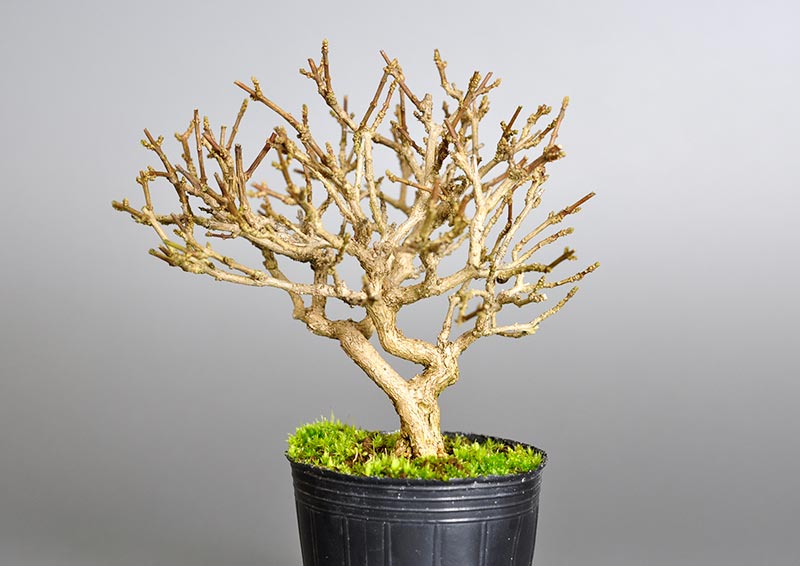 ニオイカエデ-D2-2（においかえで・匂い楓）雑木盆栽を裏側から見た景色・Premna japonica bonsai