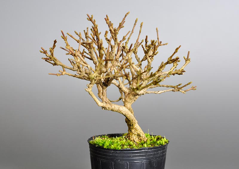 ニオイカエデ-D2-2（においかえで・匂い楓）雑木盆栽を右側から見た景色・Premna japonica bonsai