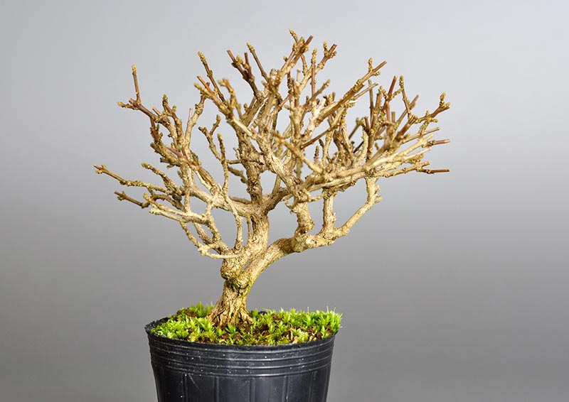 ニオイカエデ-D2-2（においかえで・匂い楓）雑木盆栽を左側から見た景色・Premna japonica bonsai