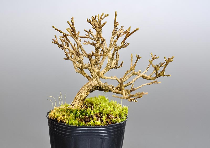 ニオイカエデ-E2(においかえで・匂い楓)雑木盆栽を裏側から見た景色・Premna japonica bonsai