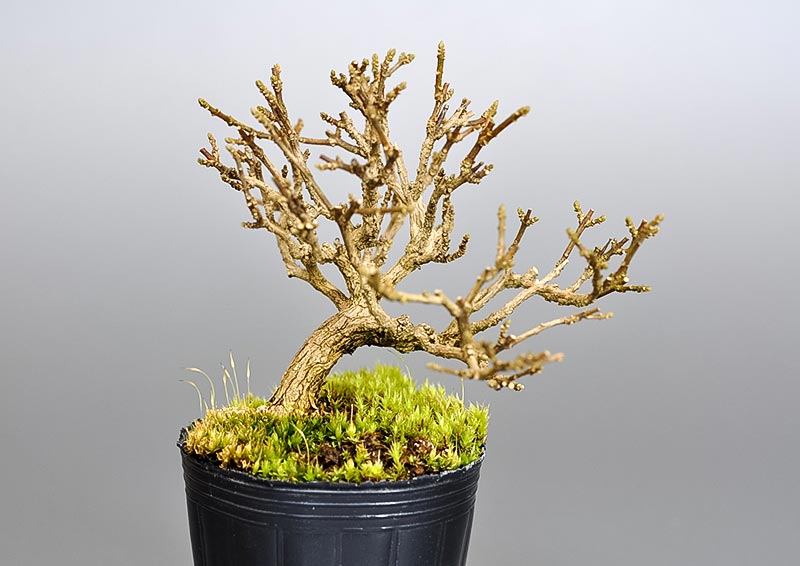 ニオイカエデ-E2（においかえで・匂い楓）雑木盆栽を裏側から見た景色・Premna japonica bonsai