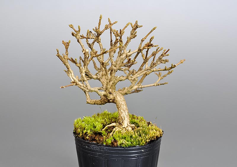 ニオイカエデ-E2（においかえで・匂い楓）雑木盆栽を右側から見た景色・Premna japonica bonsai