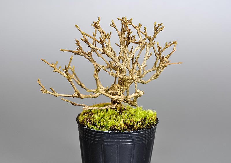 ニオイカエデ-E2(においかえで・匂い楓)雑木盆栽を左側から見た景色・Premna japonica bonsai