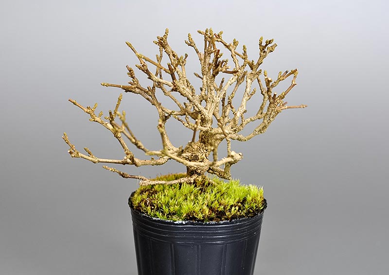 ニオイカエデ-E2（においかえで・匂い楓）雑木盆栽を左側から見た景色・Premna japonica bonsai