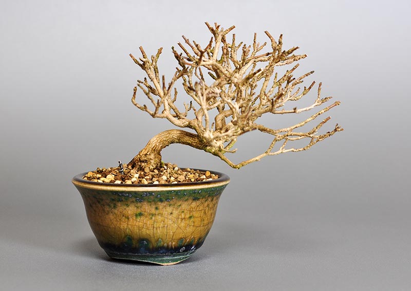 ニオイカエデ-F2（においかえで・匂い楓）雑木盆栽の販売と育て方・作り方・Premna japonica bonsai photo