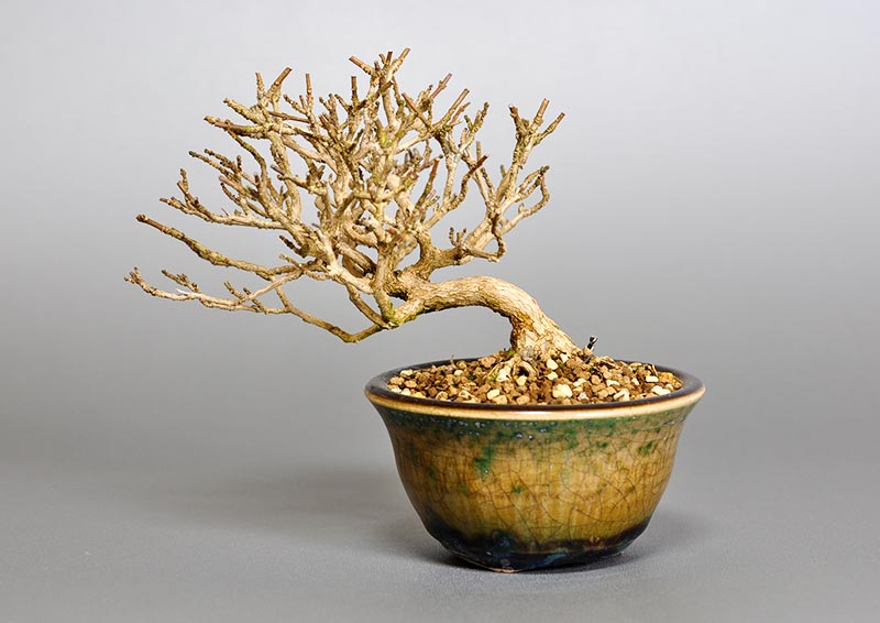 ニオイカエデ-F2（においかえで・匂い楓）雑木盆栽を裏側から見た景色・Premna japonica bonsai photo