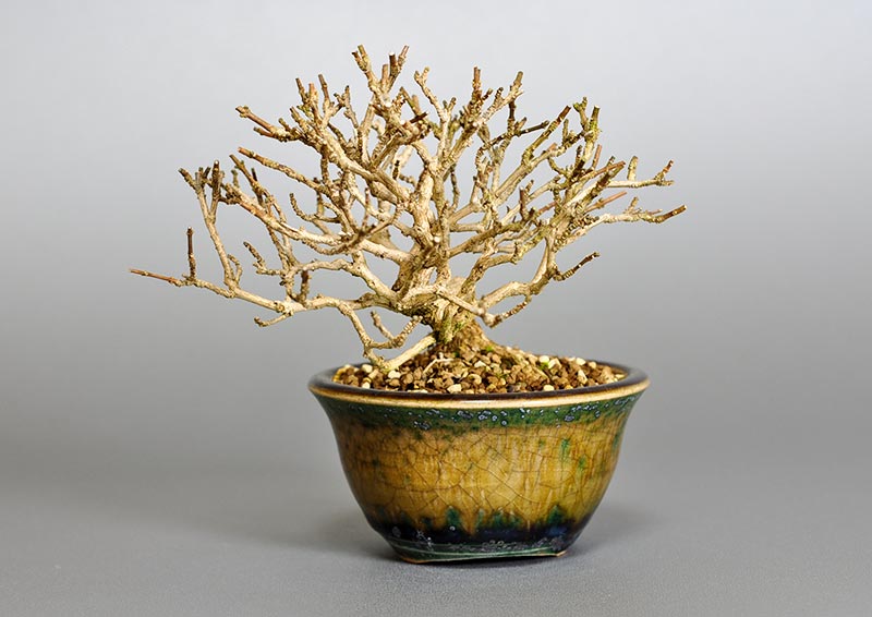 ニオイカエデ-F2（においかえで・匂い楓）雑木盆栽を右側から見た景色・Premna japonica bonsai photo