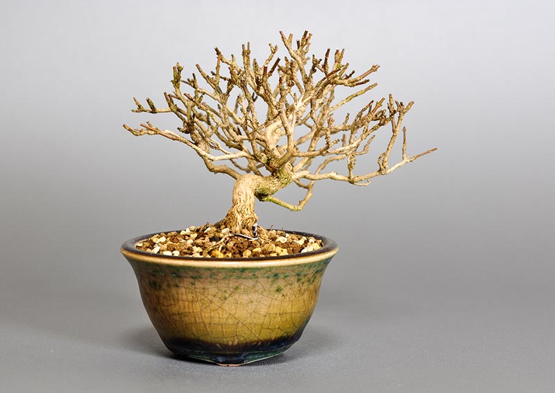 ニオイカエデ-F2（においかえで・匂い楓）雑木盆栽を左側から見た景色・Premna japonica bonsai photo