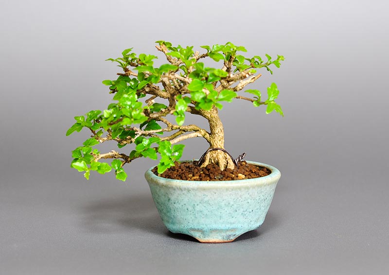 ニオイカエデ-G2（においかえで・匂い楓）雑木盆栽の販売と育て方・作り方・Premna japonica bonsai photo