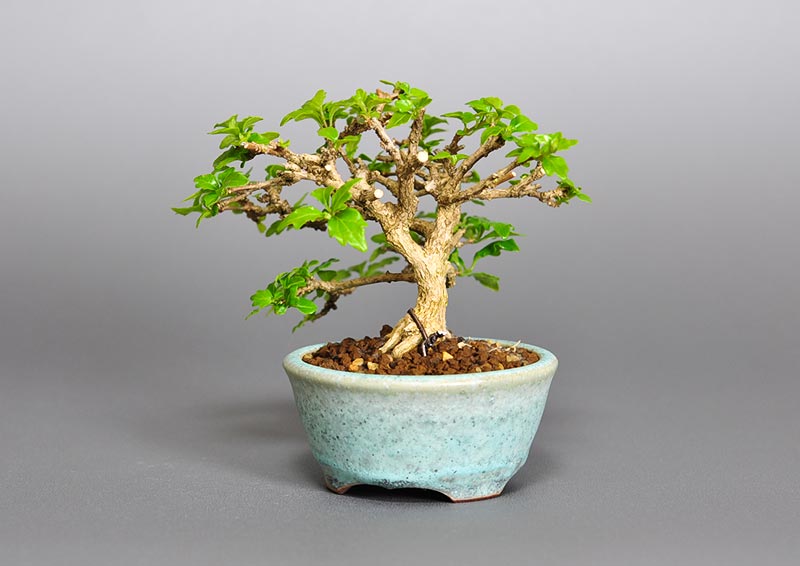 ニオイカエデ-G2（においかえで・匂い楓）雑木盆栽を右側から見た景色・Premna japonica bonsai photo