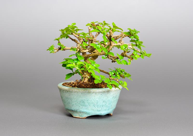 ニオイカエデ-G2（においかえで・匂い楓）雑木盆栽を左側から見た景色・Premna japonica bonsai photo