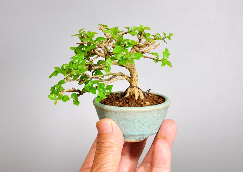 ニオイカエデ-G2（においかえで・匂い楓）雑木盆栽を別側から見た景色・Premna japonica bonsai photo