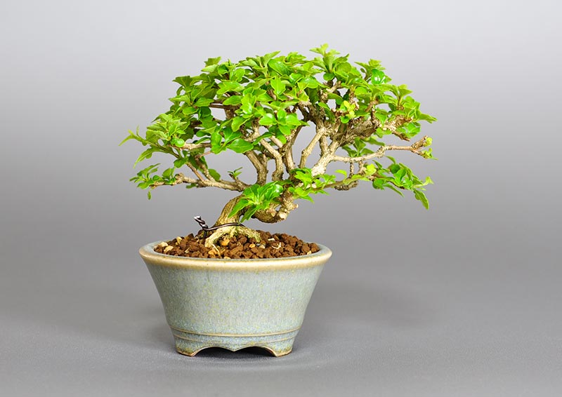 ニオイカエデ-H2（においかえで・匂い楓）雑木盆栽を裏側から見た景色・Premna japonica bonsai photo