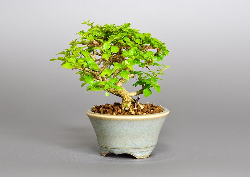 ニオイカエデ-H2（においかえで・匂い楓）雑木盆栽を右側から見た景色・Premna japonica bonsai photo