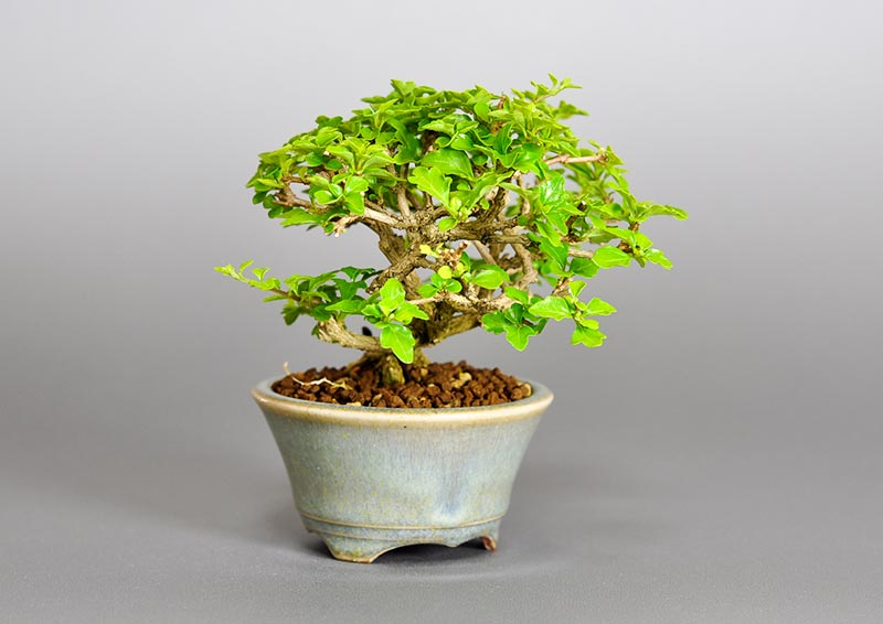 ニオイカエデ-H2（においかえで・匂い楓）雑木盆栽を左側から見た景色・Premna japonica bonsai photo