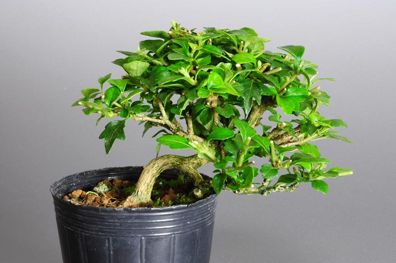 ニオイカエデ-J1（においかえで・匂い楓）雑木盆栽の販売と育て方・作り方・Premna japonica bonsai