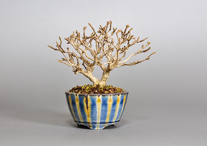 ニオイカエデ-J2（においかえで・匂い楓）雑木盆栽の販売と育て方・作り方・Premna japonica bonsai
