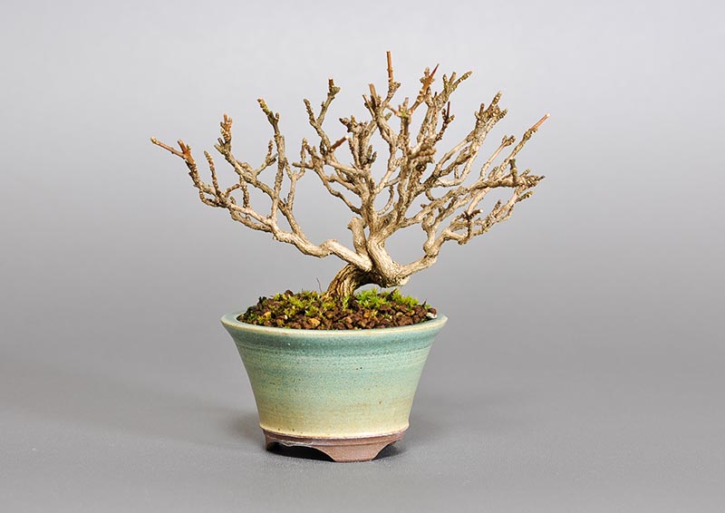 ニオイカエデ-K2-1（においかえで・匂い楓）雑木盆栽の販売と育て方・作り方・Premna japonica bonsai