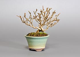ニオイカエデ-K2（においかえで・匂い楓）雑木盆栽の成長記録-1・Premna japonica bonsai