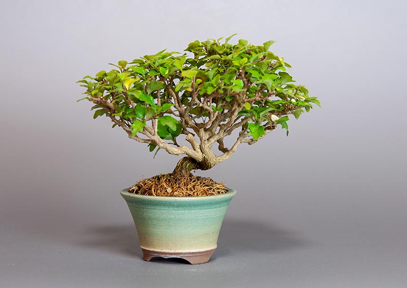ニオイカエデ-K2（においかえで・匂い楓）雑木盆栽の販売と育て方・作り方・Premna japonica bonsai