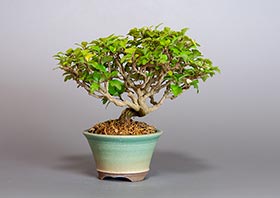 ニオイカエデ-K2（匂い楓盆栽）Premna japonica bonsaiの販売・通販店｜Bonsai trees Shop