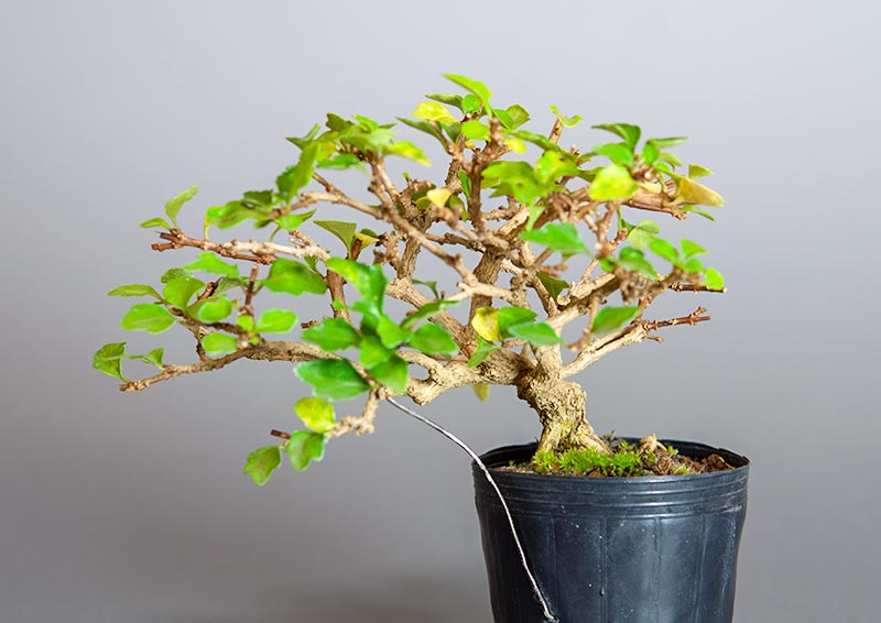 ニオイカエデ-L2（においかえで・匂い楓）雑木盆栽の販売と育て方・作り方・Premna japonica bonsai