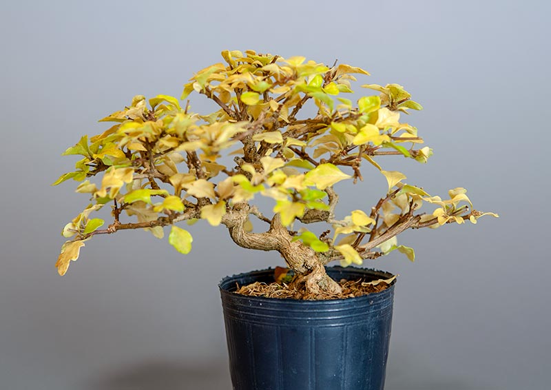 ニオイカエデ-M2（においかえで・匂い楓）雑木盆栽の販売と育て方・作り方・Premna japonica bonsai