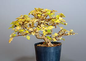 ニオイカエデ-M2（匂い楓盆栽）Premna japonica bonsaiの販売・通販店｜Bonsai trees Shop