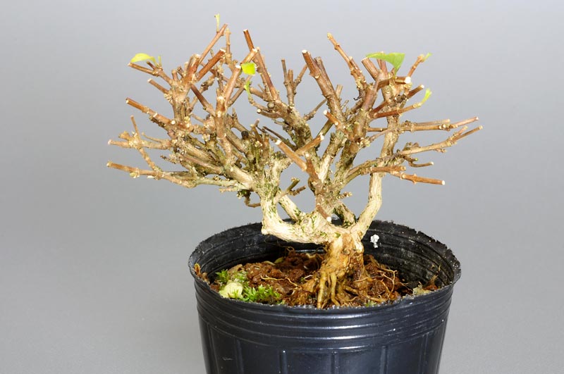 豆盆栽・ニオイカエデ-N1-1（においかえで・匂い楓）雑木盆栽の販売と育て方・作り方・Premna japonica bonsai