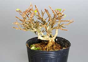豆盆栽・ニオイカエデ-N1（においかえで・匂い楓）雑木盆栽の成長記録-1・Premna japonica bonsai