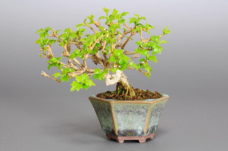 豆盆栽・ニオイカエデ-N1-2（においかえで・匂い楓）雑木盆栽の販売と育て方・作り方・Premna japonica bonsai