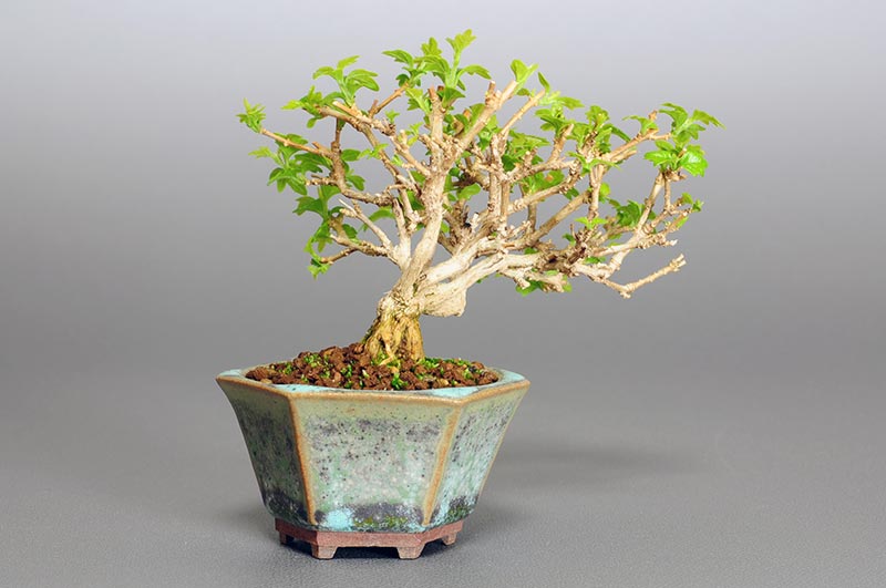 豆盆栽・ニオイカエデ-N1-2（においかえで・匂い楓）雑木盆栽を裏側から見た景色・Premna japonica bonsai