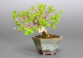 豆盆栽・ニオイカエデ-N1（においかえで・匂い楓）雑木盆栽の成長記録-2・Premna japonica bonsai