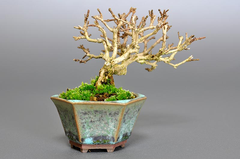 豆盆栽・ニオイカエデ-N1（においかえで・匂い楓）雑木盆栽を裏側から見た景色・Premna japonica bonsai