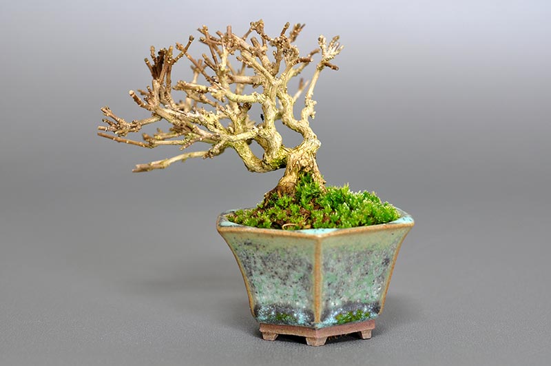 豆盆栽・ニオイカエデ-N1（においかえで・匂い楓）雑木盆栽を右側から見た景色・Premna japonica bonsai