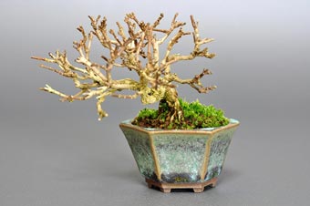ニオイカエデ-N1（匂い楓盆栽）Premna japonica bonsai・豆盆栽のベストコレクション・Best Collection of Mame Bonsai