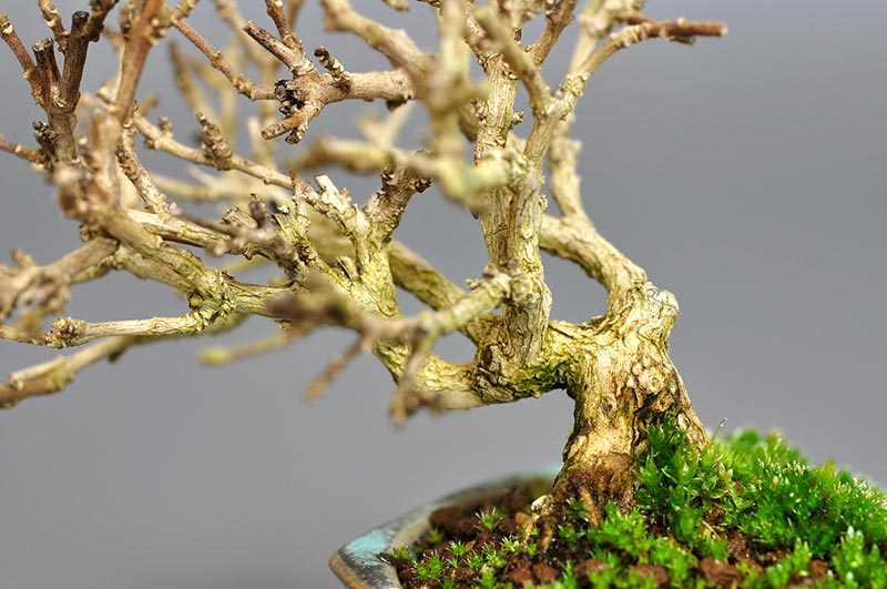 豆盆栽・ニオイカエデ-N1（においかえで・匂い楓）雑木盆栽を拡大して見た景色・Premna japonica bonsai