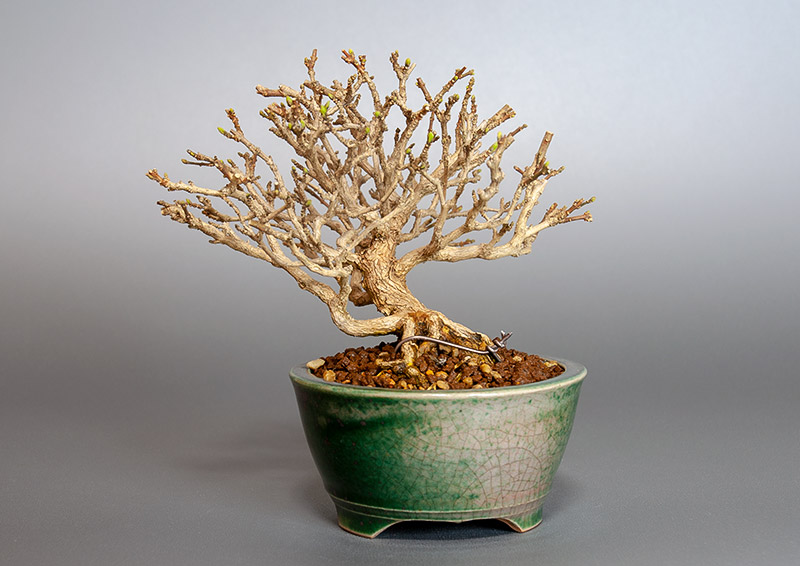 ニオイカエデ-N2（においかえで・匂い楓）雑木盆栽を裏側から見た景色・Premna japonica bonsai