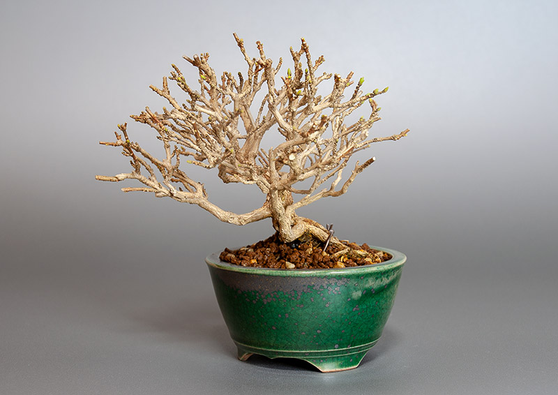 ニオイカエデ-N2（においかえで・匂い楓）雑木盆栽を右側から見た景色・Premna japonica bonsai