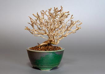 ニオイカエデ-N2（匂い楓盆栽）Premna japonica bonsai・小品盆栽のベストコレクション・Best Collection of Shohin Bonsai