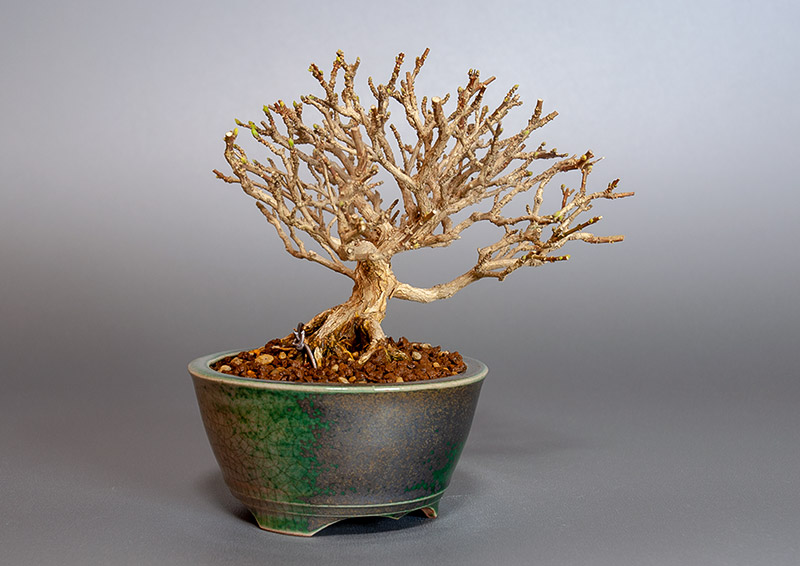 ニオイカエデ-N2（においかえで・匂い楓）雑木盆栽を左側から見た景色・Premna japonica bonsai