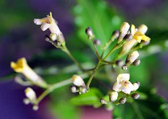 ニオイカエデの花（においかえで・匂い楓）盆栽の樹作りの参考樹形・Premna japonica Best bonsai