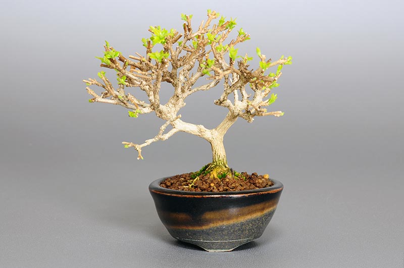 ミニ盆栽・ニオイカエデ-O1-1（においかえで・匂い楓）雑木盆栽の販売と育て方・作り方・Premna japonica bonsai