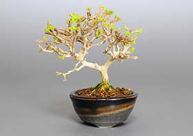 ミニ盆栽・ニオイカエデ-O1（においかえで・匂い楓）雑木盆栽の成長記録-1・Premna japonica bonsai