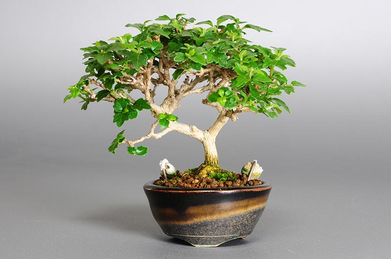 ミニ盆栽・ニオイカエデ-O1-2（においかえで・匂い楓）雑木盆栽の販売と育て方・作り方・Premna japonica bonsai