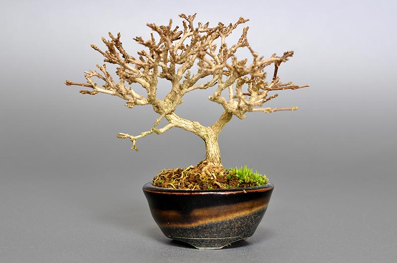 ミニ盆栽・ニオイカエデ-O1（においかえで・匂い楓）雑木盆栽の販売と育て方・作り方・Premna japonica bonsai
